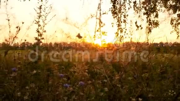 有野花的田野美丽的日落很美的地方摄像机向左移动慢动作视频的预览图