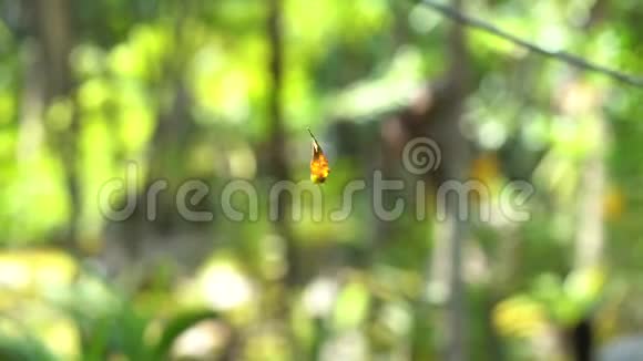 干燥的叶子链接蜘蛛网在空中旋转与森林绿色的背景视频的预览图