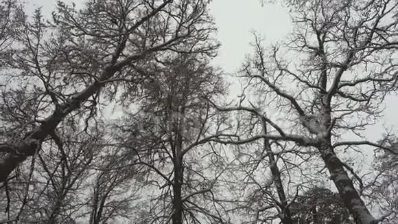 冬天的森林橡树视频的预览图