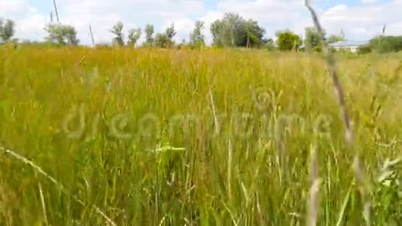 美丽如画的田野用绿色的草贴面蓝天白云乡村未经修饰的自然视频的预览图