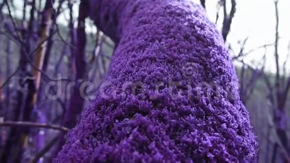 紫罗兰童话森林在特写镜头中长满了神奇的厚厚的紫色苔藓树干幻想虚幻童话视频的预览图