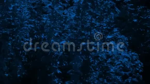 夜晚微风中的树叶视频的预览图