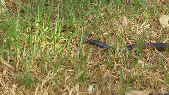 一条蛇在草地上转弯视频的预览图