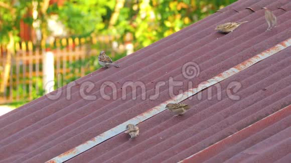 房子里的麻雀在屋顶上跳跃和吃一些食物视频的预览图