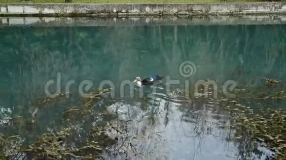 小黄鸭和妈妈鸭子在一个蓝色的池塘里游泳视频的预览图