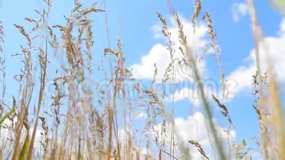 蓝天白云背景上高高的小草强风视频的预览图