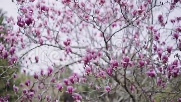 春日盛开的深粉色木兰树视频的预览图