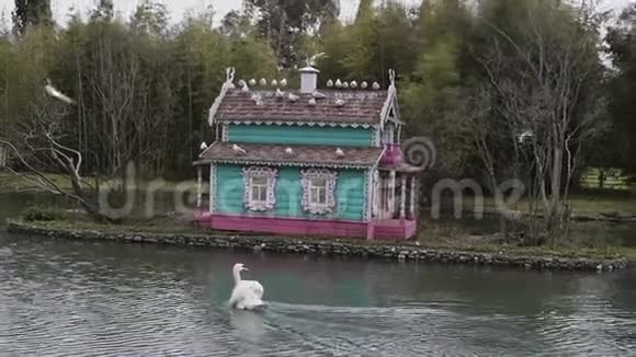 两只美丽的雪白天鹅在湖中游过一座绿松石的天鹅屋里面点缀着海鸥视频的预览图