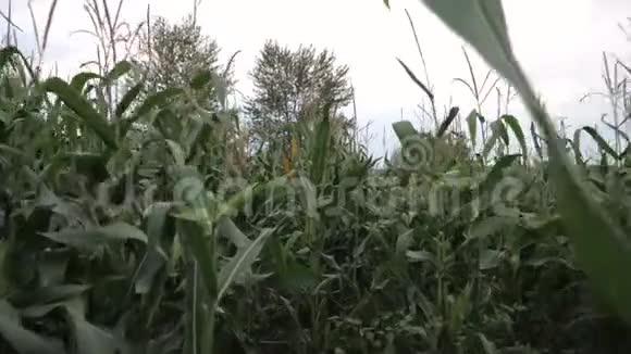 穿过玉米田视频的预览图