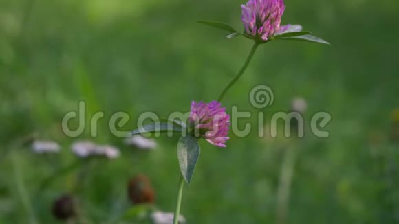 红紫三叶草三叶花三叶草近景在绿草中的时间视频的预览图