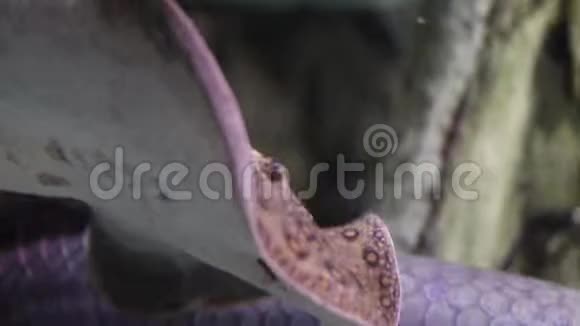 一只有斑点的黄貂鱼在海底迅速游动视频的预览图