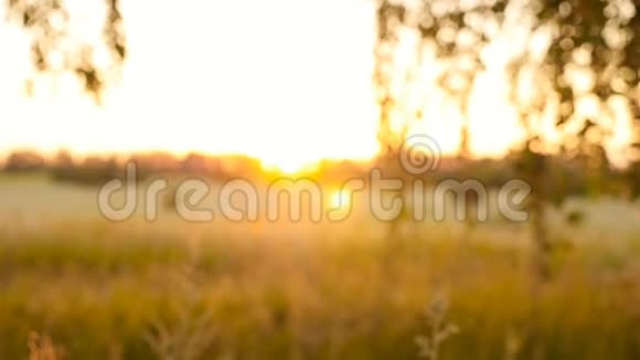 美丽的野花在田野里日落明亮的阳光照相机在动太阳透过透镜照射视频的预览图