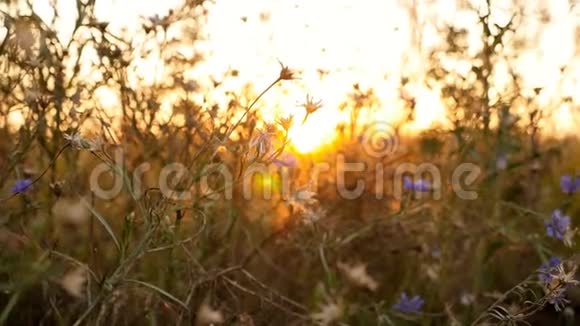 美丽的日落野花是蓝色的照相机在动很美的地方背景模糊视频的预览图