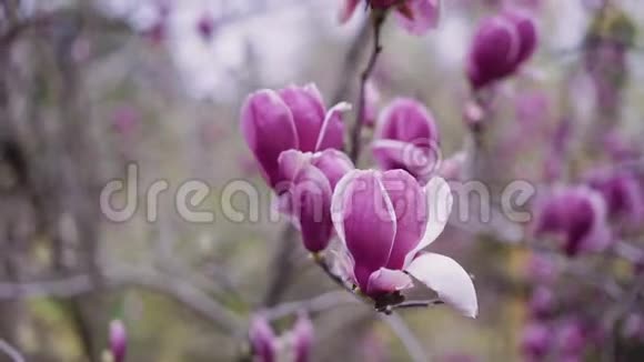 美丽的木兰花深粉色的特写视频的预览图