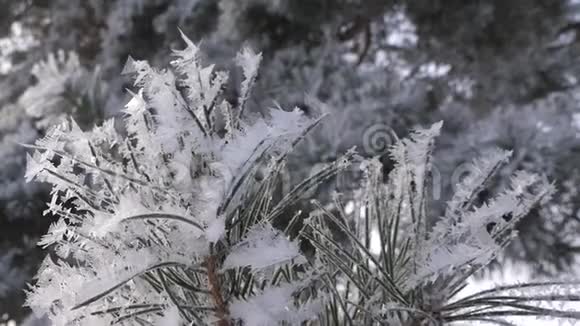 美丽的绿色云杉针覆盖着海霜雪中的冬季森林在冬天的公园里有一个很强的视频的预览图