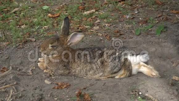 兔子在野外休息视频的预览图