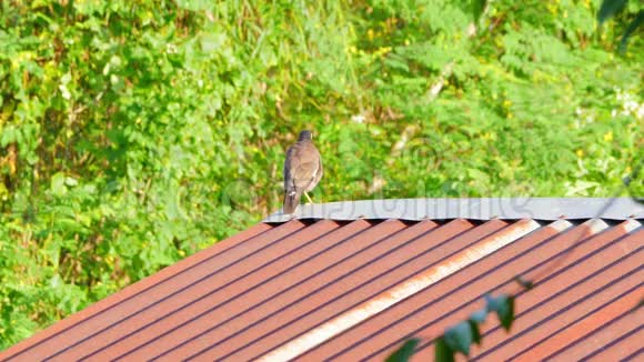 普通的玛伊娜鸟站在屋顶上竖起羽毛视频的预览图