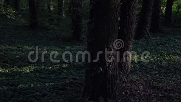 绿绿的森林常青藤树影视频的预览图