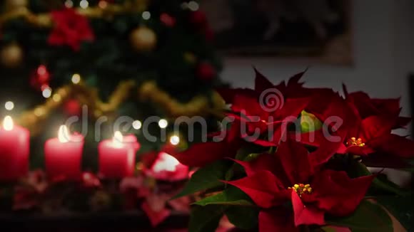 圣诞蜡烛火一品红植物花照亮树背景视频的预览图