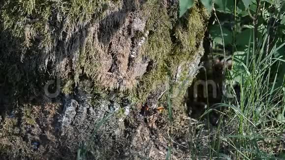 在森林里的黄蜂生活视频的预览图