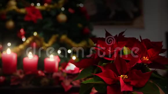 圣诞蜡烛火一品红植物花照明树背景视频的预览图