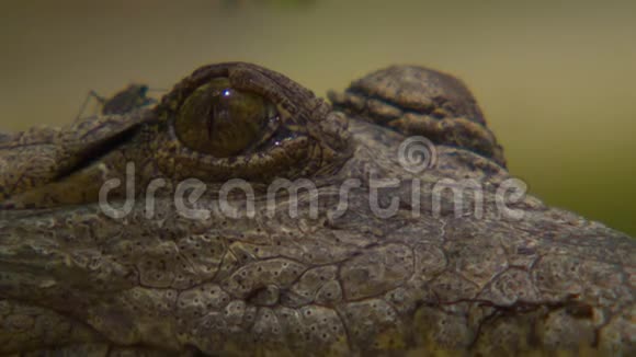 一只淡水鳄鱼眼睛极度闭上视频的预览图