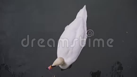 池塘黑水上白天鹅的俯视图视频的预览图
