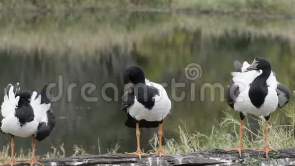 喜鹊鹅三人组在纽卡斯尔附近的湿地预演视频的预览图