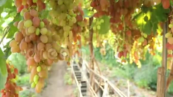 带阳光的多汁的红葡萄视频的预览图