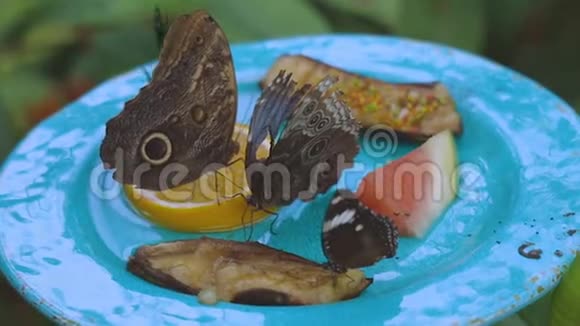 近距离观看一群华丽的蝴蝶吃水果美丽的自然背景视频的预览图
