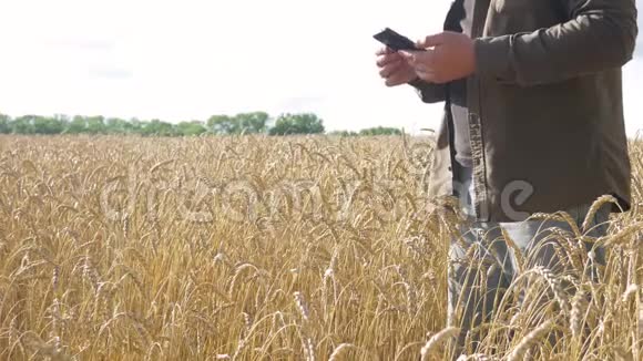 有智能手机的农民检查熟小麦视频的预览图