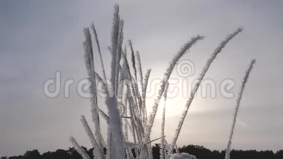 日出过冬林冬天干草被白霜覆盖特写镜头视频的预览图