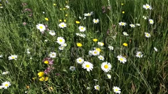 草地上的雏菊和其他花在风中摇曳视频的预览图