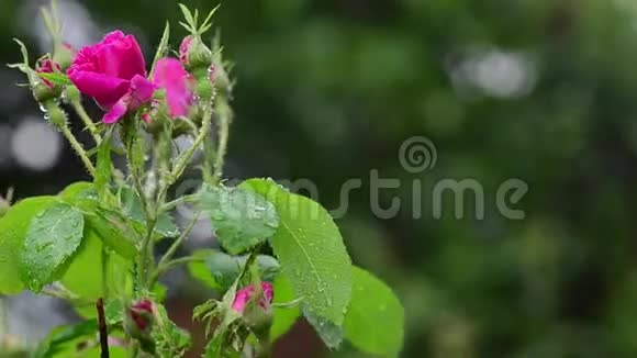 美丽的粉红色花苞在雨滴中随风飘拂在柏科背景上视频的预览图