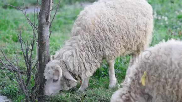 绵羊在草地上放牧羊在草地上行走一只在烧焦的地方吃草的公羊羊在农村放牧宠物视频的预览图