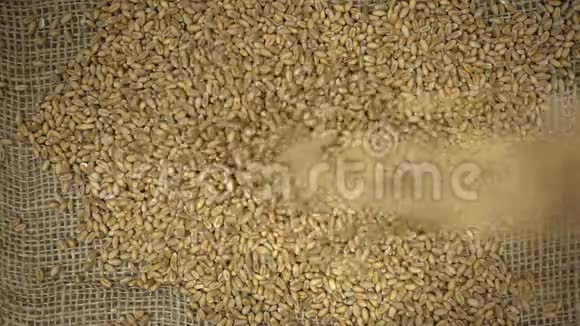 麦粒落在泥袋上的麦粒堆上视频的预览图