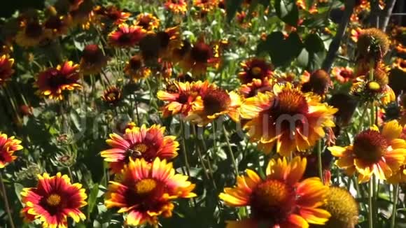 蜜蜂在美丽花朵上的慢动作足迹视频的预览图