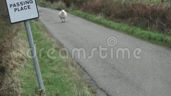 一只苏格兰羊从单行道上的柳树上走下来视频的预览图