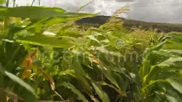 夏天的玉米田视频的预览图