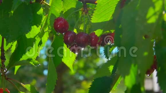 从成熟的樱桃浆果滴下的水滴视频的预览图