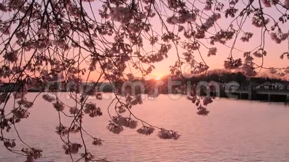 太阳落山后盛开的樱花树视频的预览图