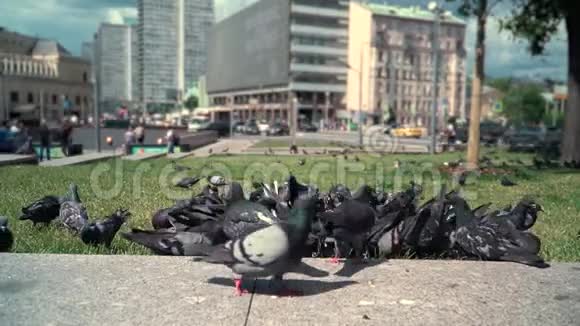 一群鸽子在熙熙攘攘的城市的背景下在草地上奔跑视频的预览图