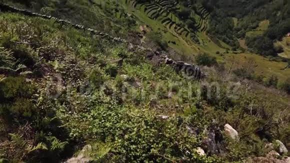 西塞洛梯田景观视频的预览图