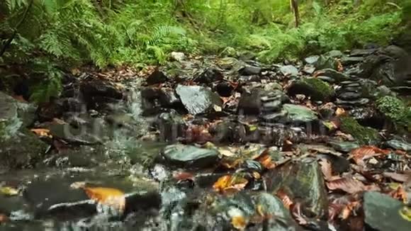 清爽放松的小溪穿过欧洲和亚洲边境的森林纯天然健康水视频的预览图