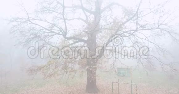 雾中孤独的光秃秃的树秋季公园视频的预览图