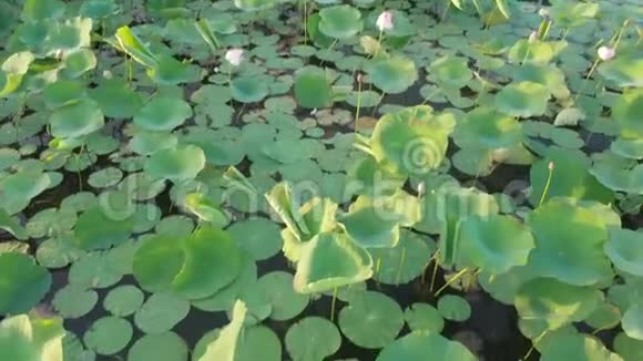 池塘的脚印和一朵生长的莲花视频的预览图