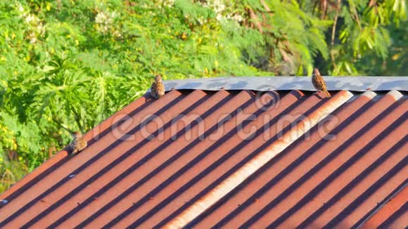 欧亚树麻雀在生锈的屋顶上竖起羽毛视频的预览图