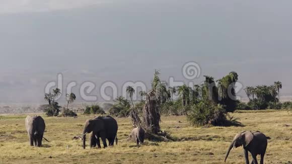 在安博塞利国家公园的乞力马扎罗山和大象的倾斜拍摄视频的预览图