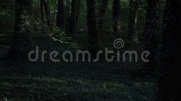 绿绿的森林常青藤树影视频的预览图