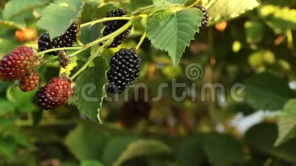 一个有机黑莓农场的巨大多汁黑莓视频的预览图